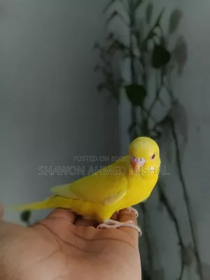 Lutino Red Eye Male Bby