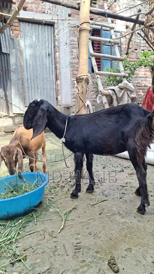 Goats Sell