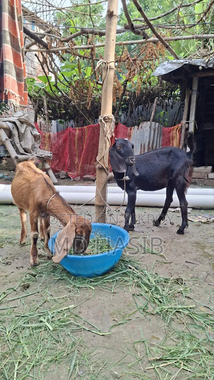 Goats Sell