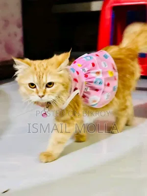 1+ Year Female Purebred Cat