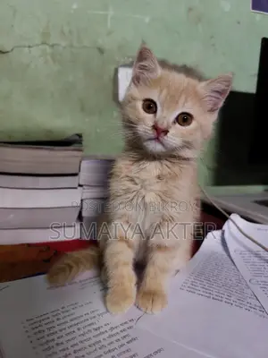1-3 Months Female Mixed Breed Persian
