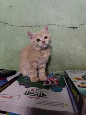 1-3 Months Female Mixed Breed Persian