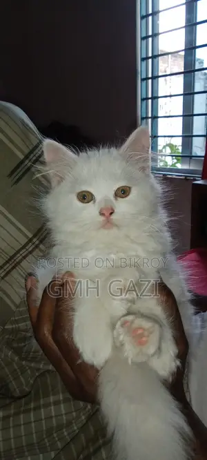3-6 months Female Purebred Persian