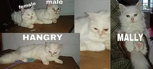 3-6 Months Male Purebred Persian