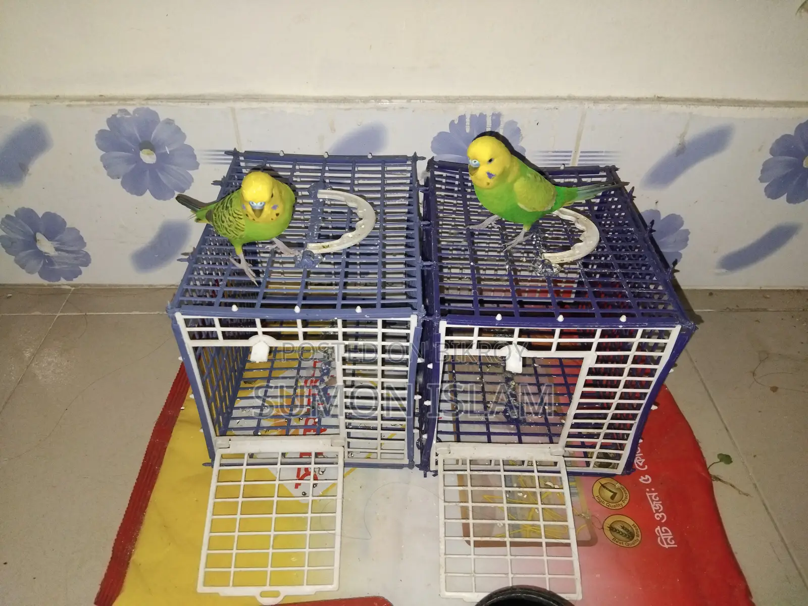 Hand Tamed Budgerigar –