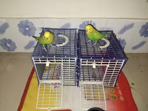Hand Tamed Budgerigar –