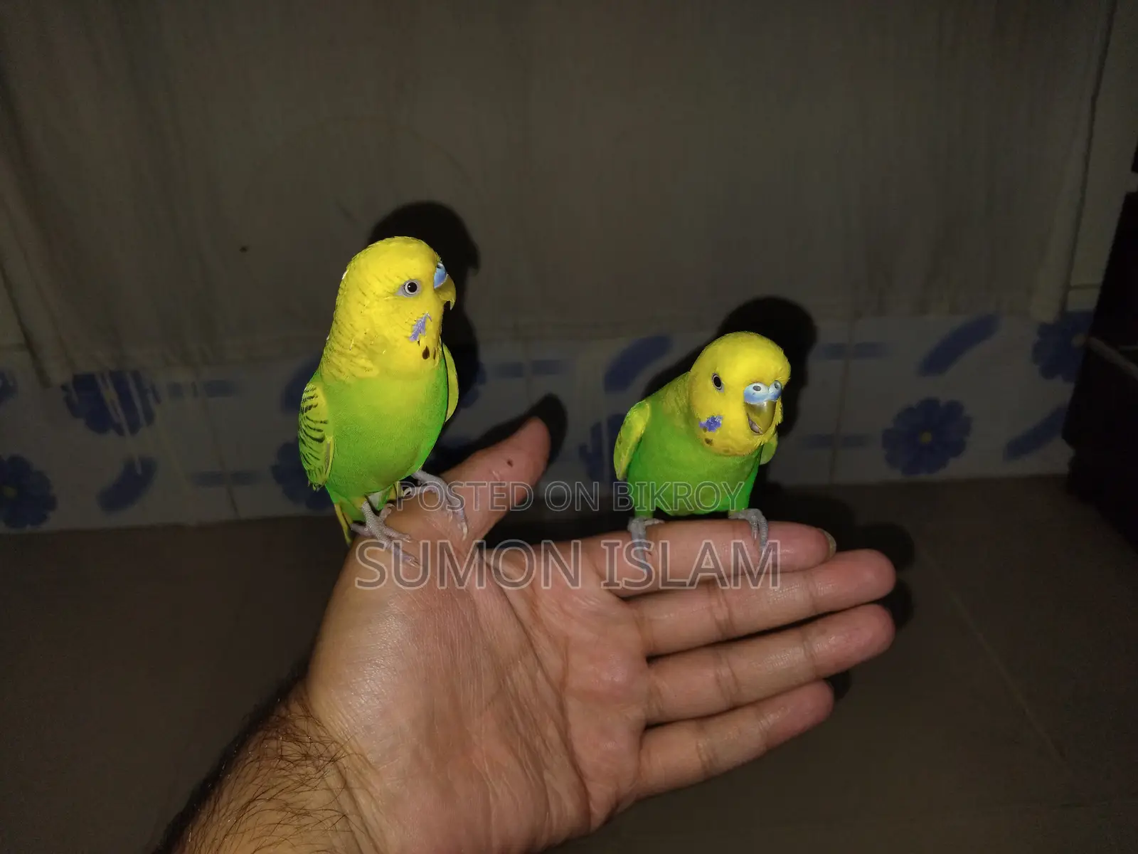 Hand Tamed Budgerigar –