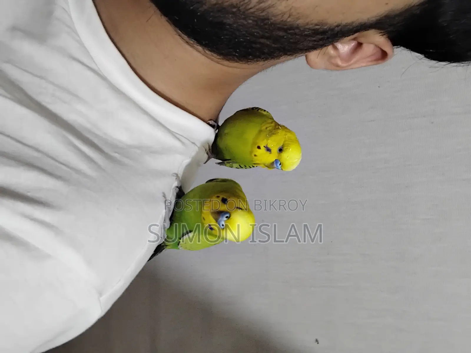 Hand Tamed Budgerigar –