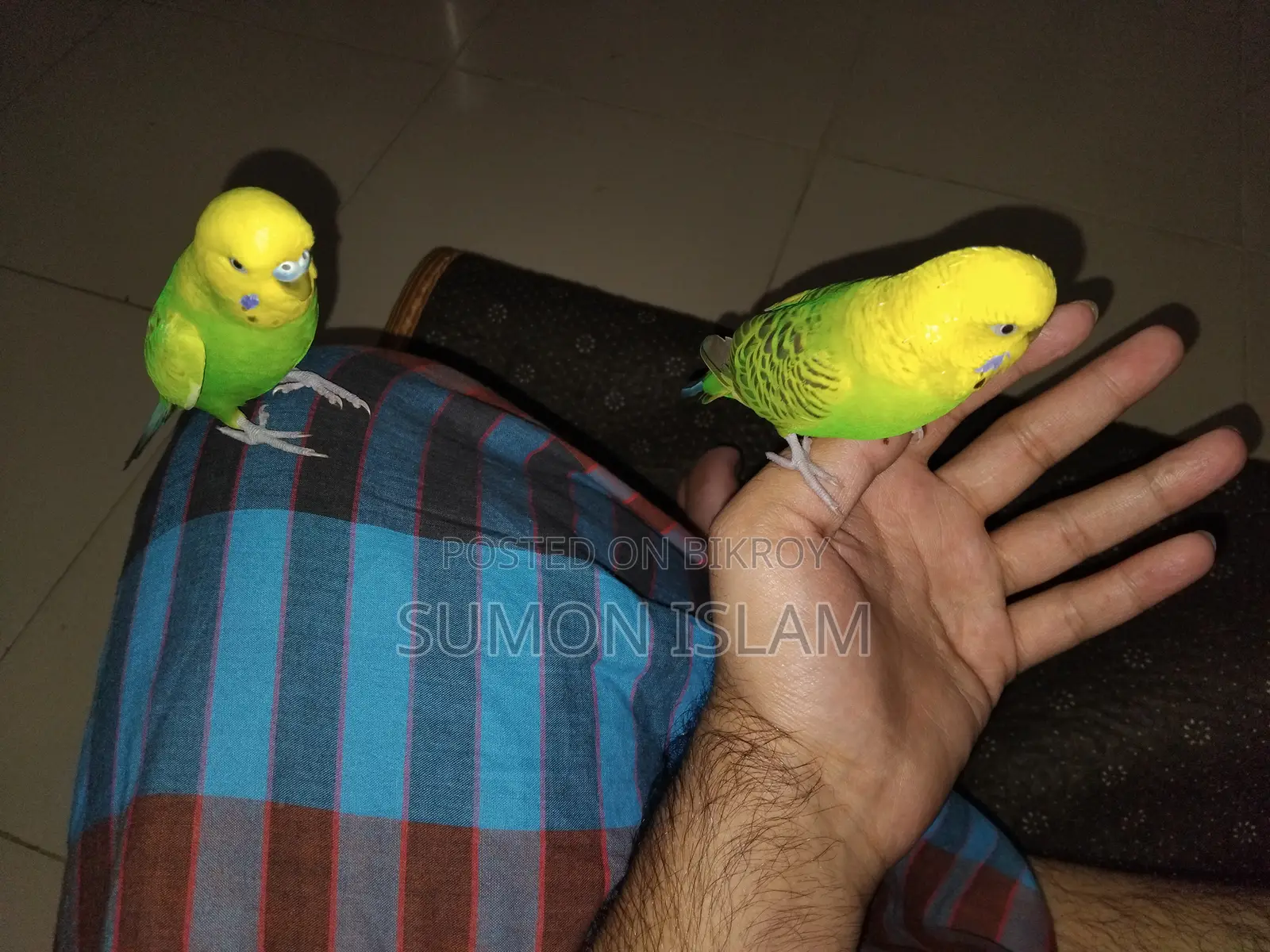 Hand Tamed Budgerigar –