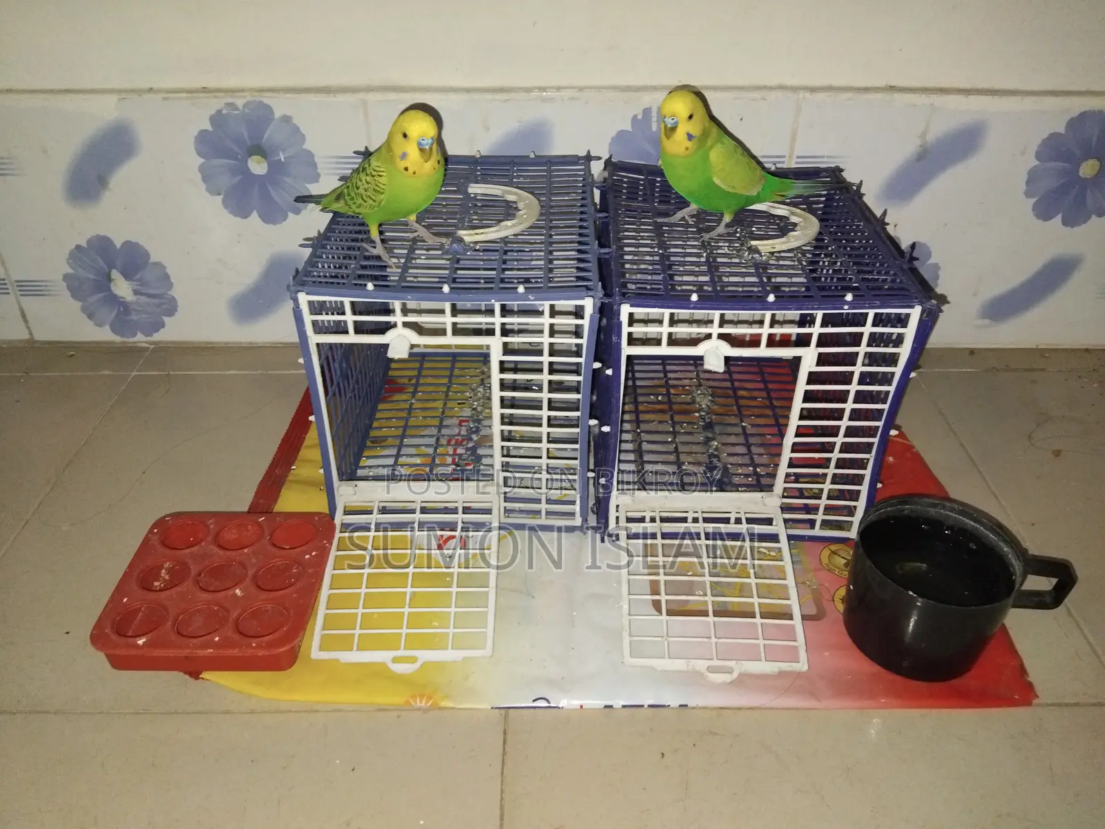 Hand Tamed Budgerigar –