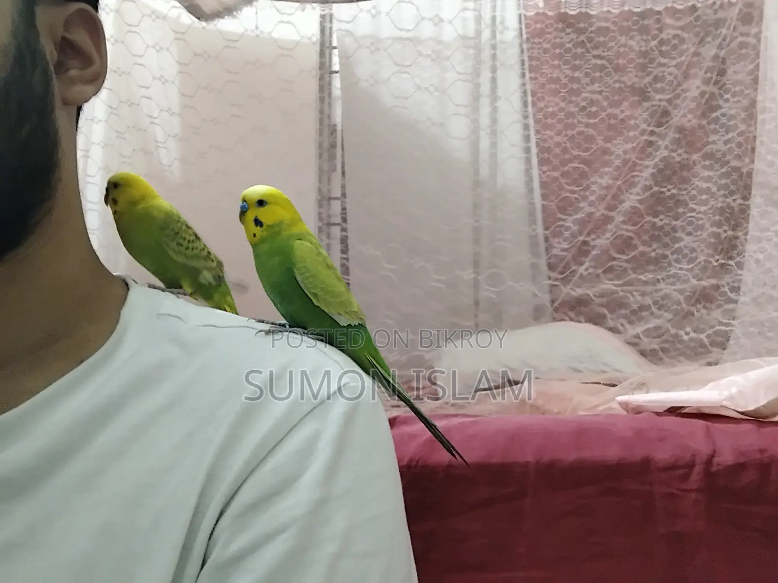 Hand Tamed Budgerigar –