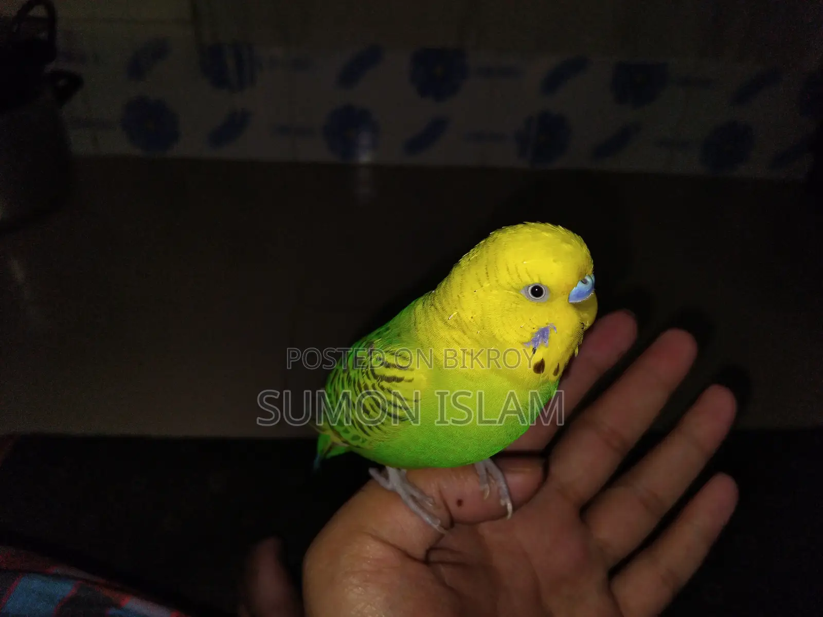 Hand Tamed Budgerigar –