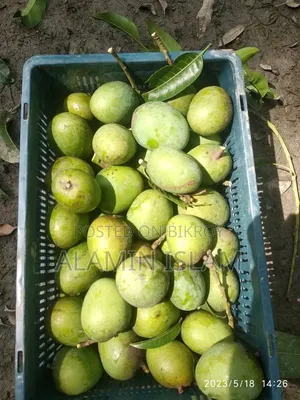 সম্পূর্ণ ফরমালিন মুক্ত আম