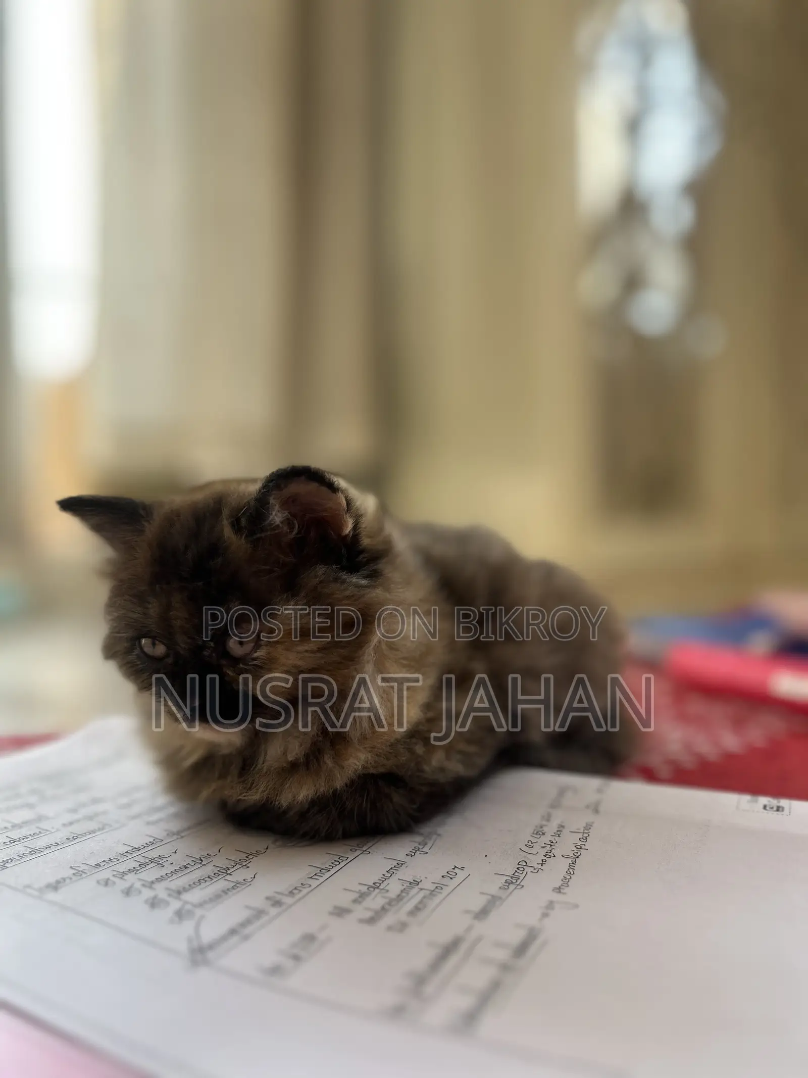 1-3 Months Female Purebred Persian