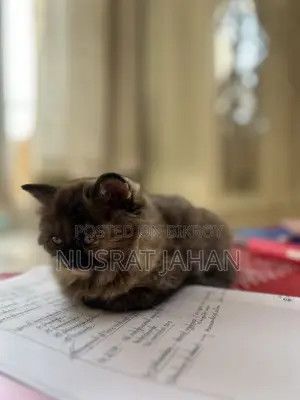 1-3 Months Female Purebred Persian