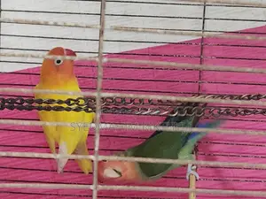 Love Bird Male (Both)