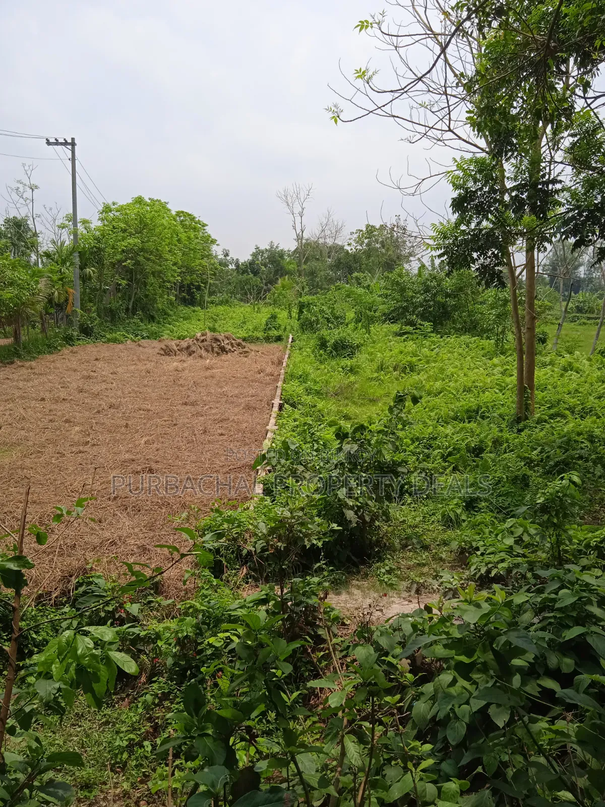 কালিগঞ্জ উপজেলায় ২৪ ফিট রোড সংলগ্ন ৩১ শতাংশ প্রিমিয়াম জমি বিক্রয়!