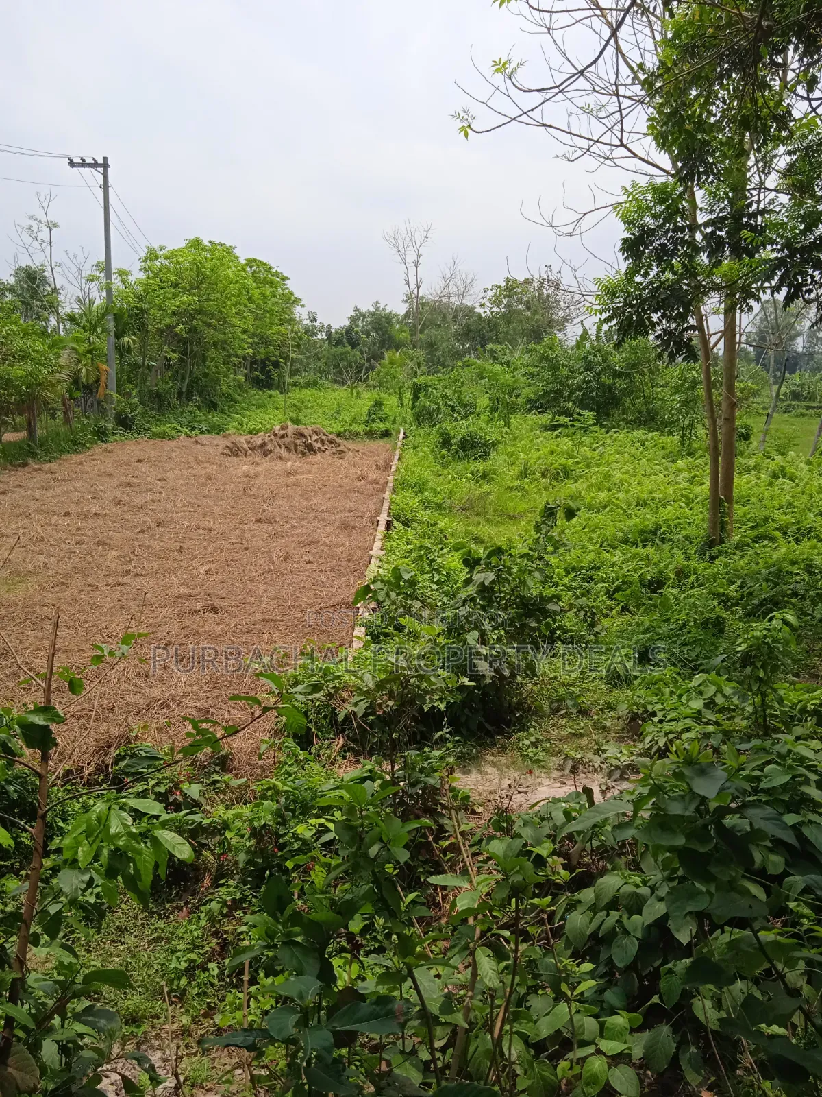 কালিগঞ্জ উপজেলায় ২৪ ফিট রোড সংলগ্ন ৩১ শতাংশ প্রিমিয়াম জমি বিক্রয়!