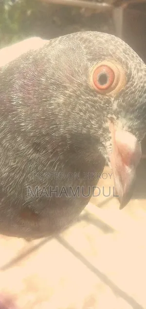 রেড আইজ, ডাবওয়ালা কবুতর, মাশাআল্লাহ।
