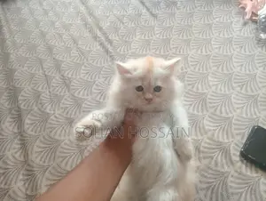 1-3 Months Female Purebred Persian Kitten