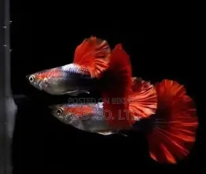Red Baccara Guppy