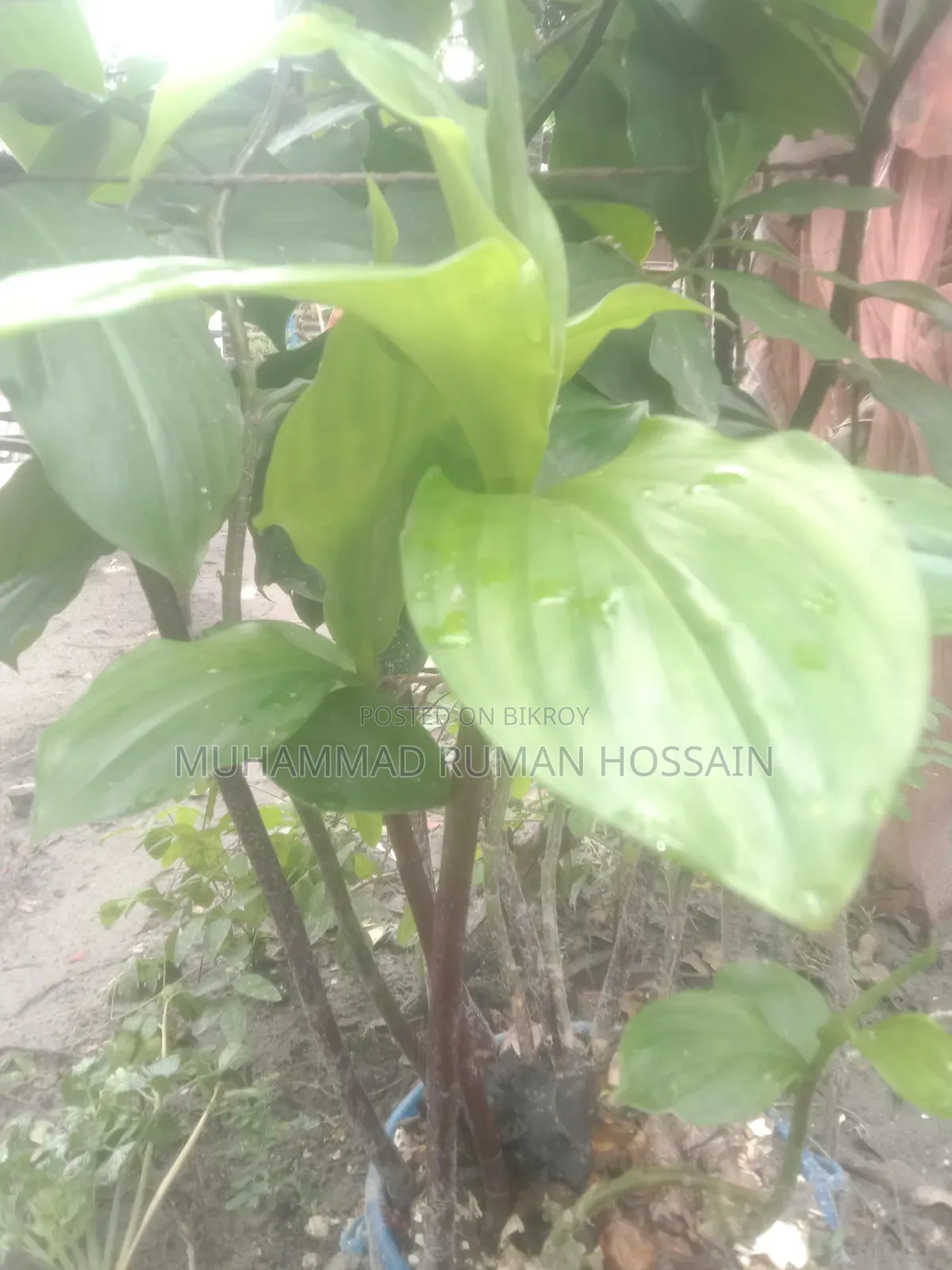 Insulin Plant