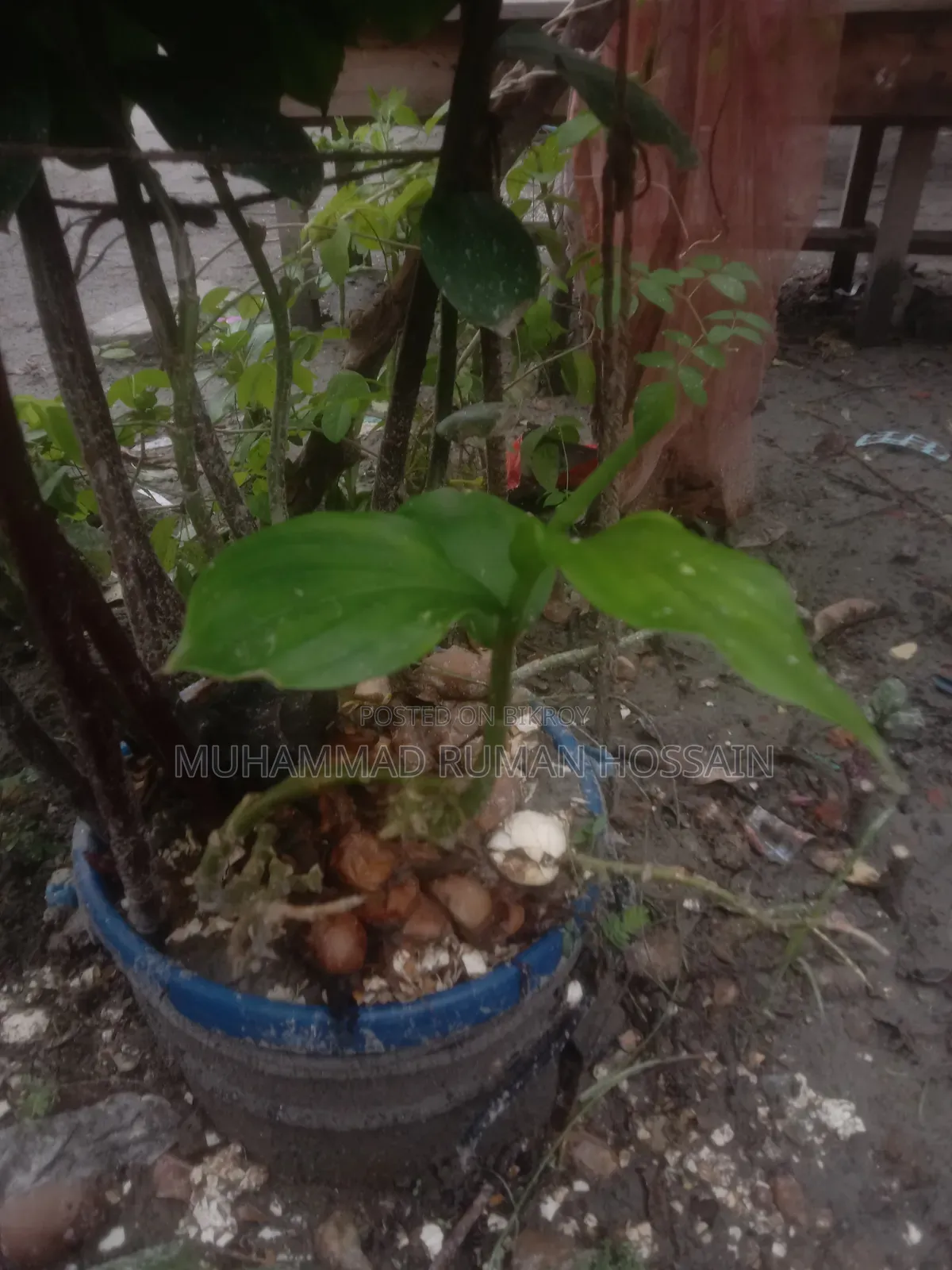 Insulin Plant