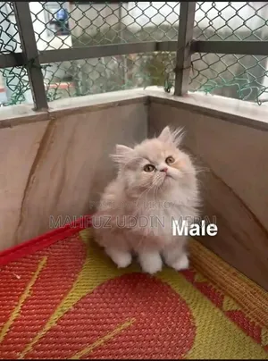 3-6 Months Male Purebred Persian