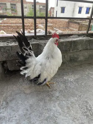 জাপানিজ বেনন্থাম ব্লাক টেল