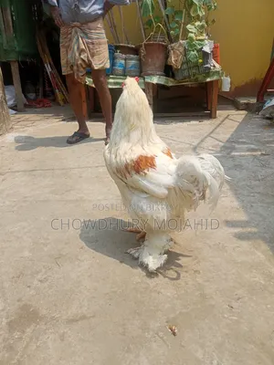 ব্রাহামা মোরগ বিক্রয়