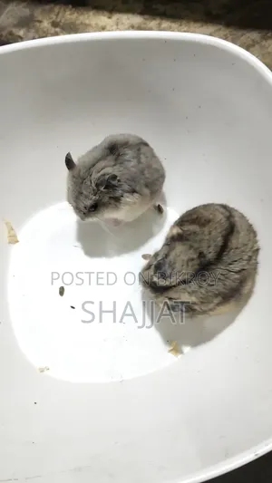 Dwarf Campbell Hamster