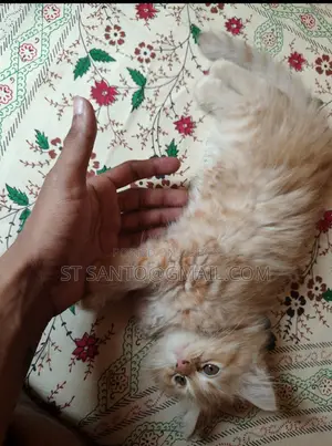 1-3 Months Female Purebred Persian