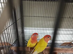 Love Birds for Sale