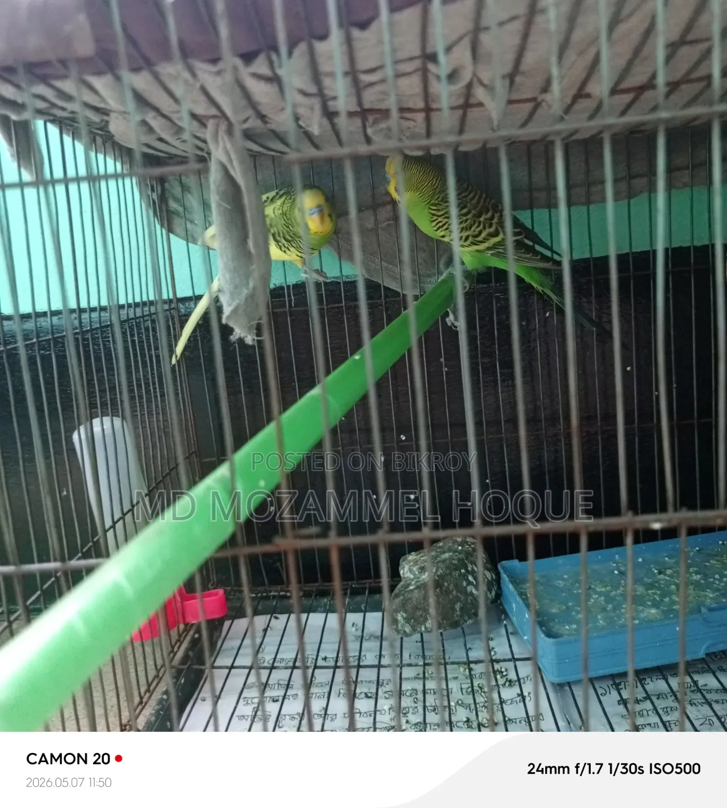 Budgie birds for sale