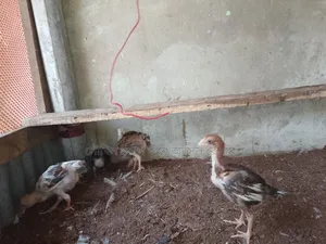 টিপ তাজের আসিল বা/চ্চা ছয় পিস, চল্লিশ দিন