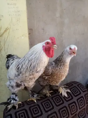 বার্মিজ মোরগ ও মুরগি
