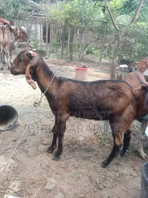 খাসি ছাগল কোরবানি যোগ্য
