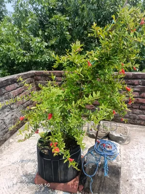 বেদানার গাছ