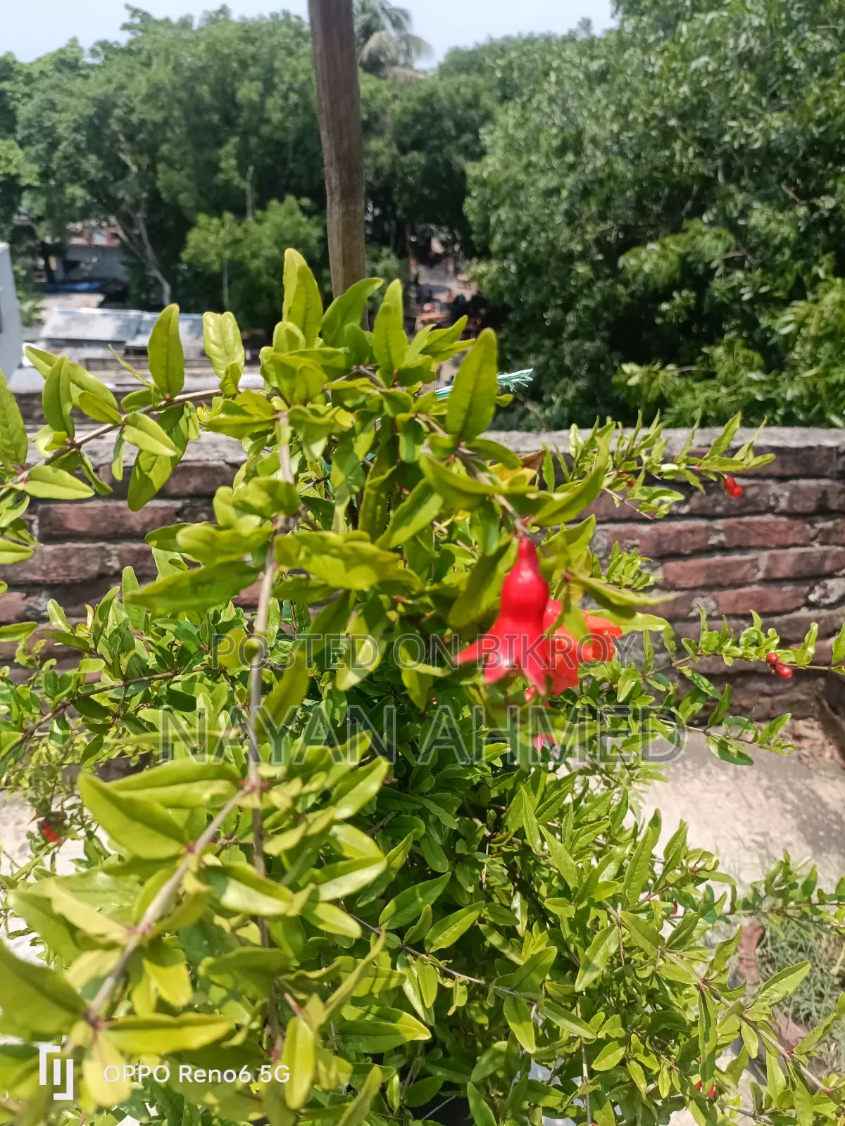 বেদানার গাছ