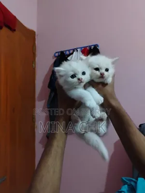 1-3 Months Female Purebred Persian