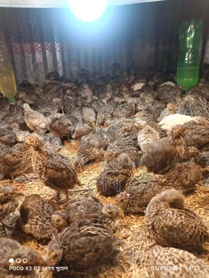 Quail Bird