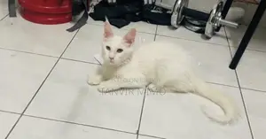 3-6 Months Female Purebred Maine Coon