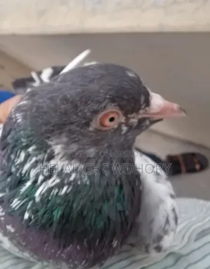 Pakistani Kobutor All Chker Golden Kamagar