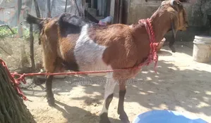বাচ্চাসহ রাম ছাগল বিক্রয়ের জন্য