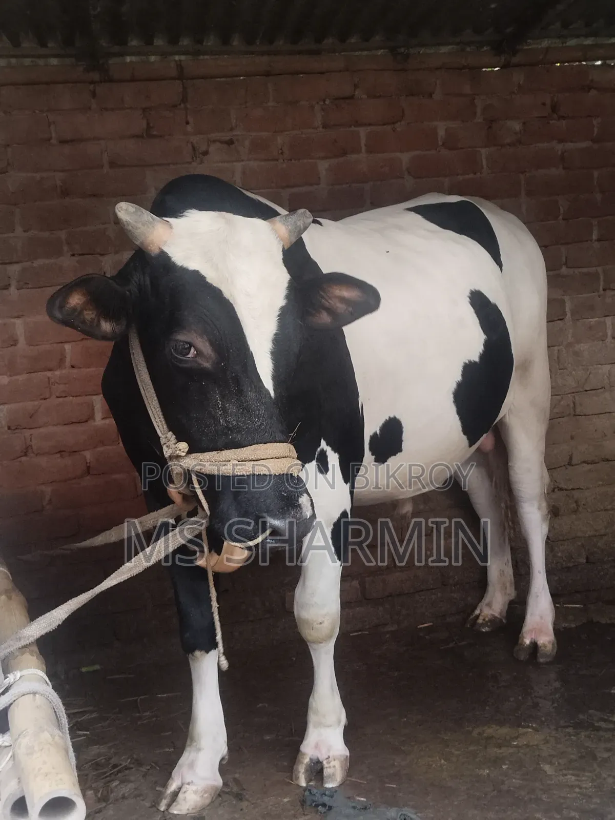 বিক্রয় হবে: ২ দাঁতের আকর্ষণীয় ফ্রিজিয়ান গরু ওজন: ৪৩০ কেজি+