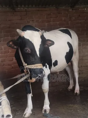 বিক্রয় হবে: ২ দাঁতের আকর্ষণীয় ফ্রিজিয়ান গরু ওজন: ৪৩০ কেজি+