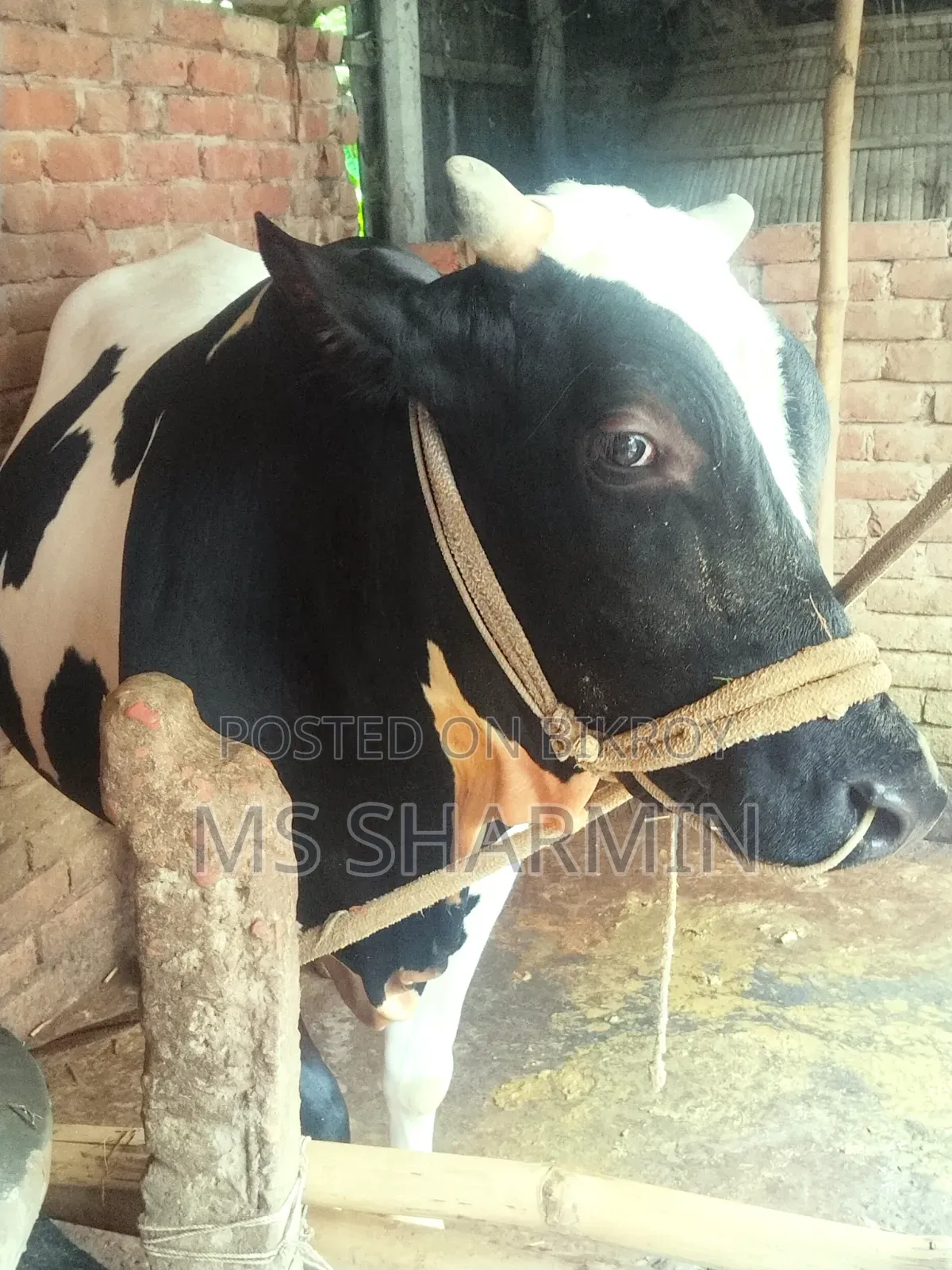 বিক্রয় হবে: ২ দাঁতের আকর্ষণীয় ফ্রিজিয়ান গরু ওজন: ৪৩০ কেজি+