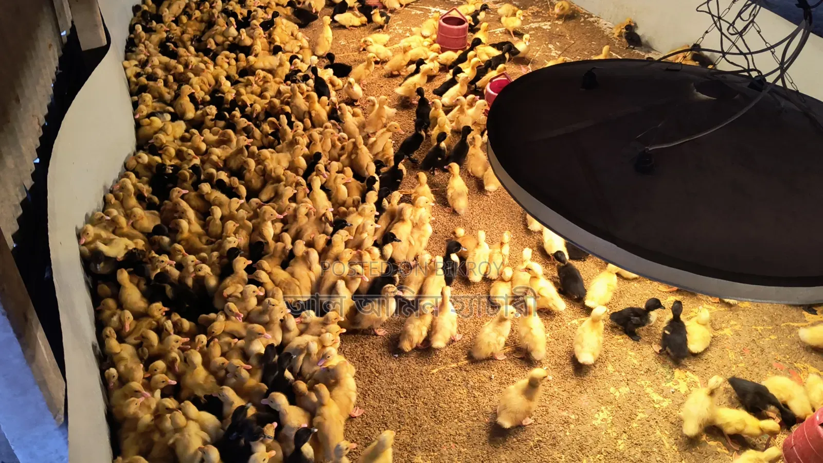 Start your business today by buying ducklings at a low price