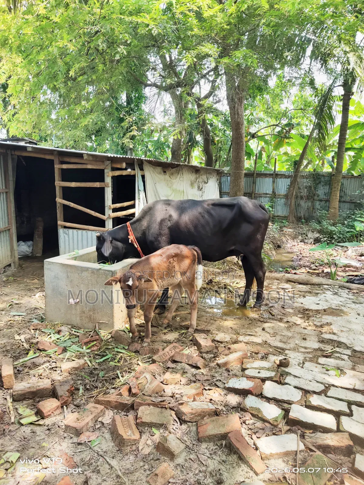 গরু ও বাছুর বিক্রি