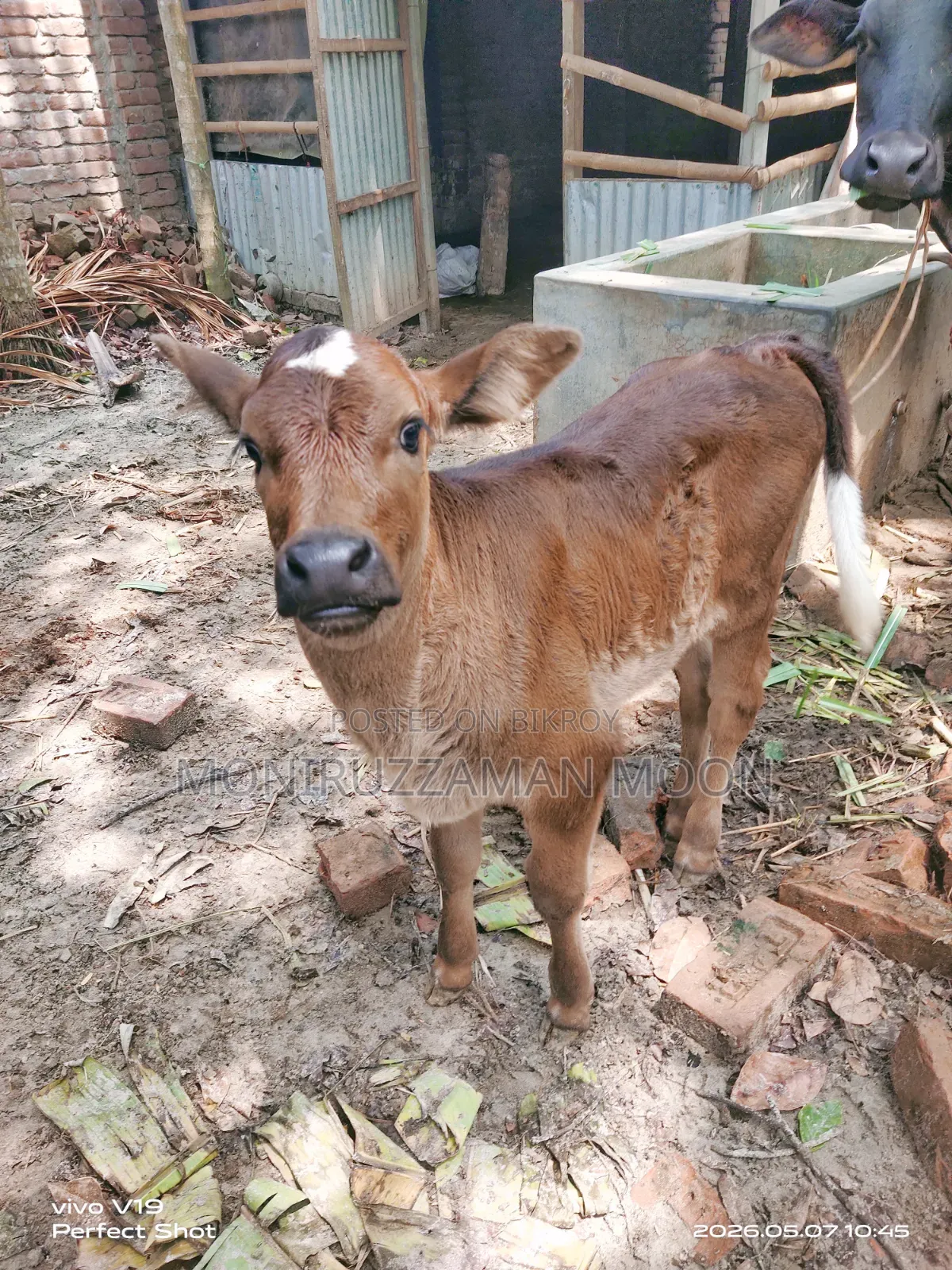 গরু ও বাছুর বিক্রি